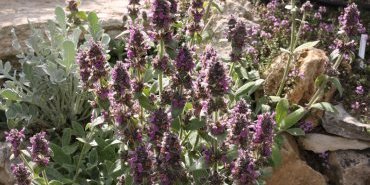 Les plantes du mur et de la rocaille
