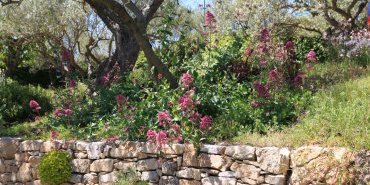 Les plantes du mur et de la rocaille