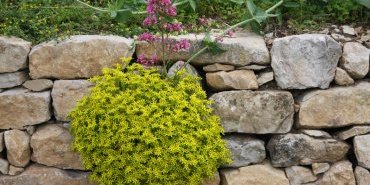 Les plantes du mur et de la rocaille