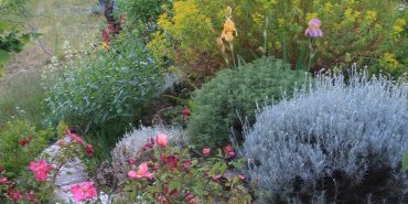 Les plantes du mur et de la rocaille
