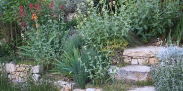 Les plantes du mur et de la rocaille