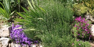 Les plantes du mur et de la rocaille